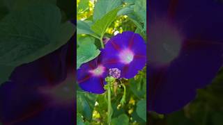 둥근잎나팔꽃 Ipomoea purpurea flowers [upl. by Schulein]