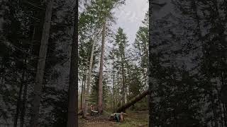 This fir tree was 84 Years Old it had huge laterals that made me nervous every wind storm [upl. by Vharat]