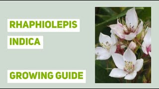 Rhaphiolepis indica Indian Hawthorn Growing Guide [upl. by Enyala953]