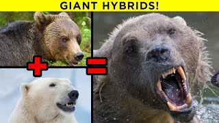 Scariest Hybrid Animals That Actually Exist [upl. by Ahsot]