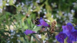 Penstemon  California Native Garden  Ep6 [upl. by Walston572]