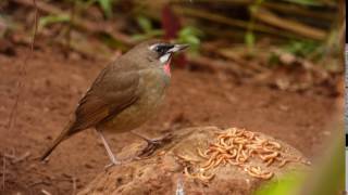 Rubinnäktergal  Siberian Rubythroat [upl. by Evilo]