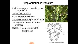 Psilotum  reproduction [upl. by Chalmers]