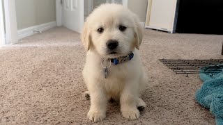 I GOT A PUPPY  Cooper the 8 week old Golden Retriever [upl. by Sunev774]