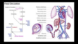 Overview of Fetal Circulation [upl. by Namzzaj]