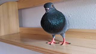 Pigeon Crying Cooing Sound [upl. by Kwasi]