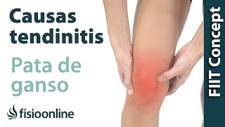 Causas de la tendinitis de la pata de ganso según la medicina natural [upl. by Harrak994]