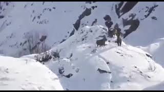 ibex and snow leopard fight viral leopard ibex pakistan explore fighting [upl. by Tidwell]