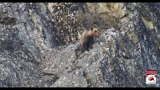 Un oso mata a una osa durante un intento de infanticidio y se alimenta de ella [upl. by Manoff]