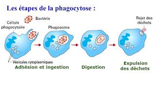 Immunité non spécifique naturelle ou innée 3AC SVT [upl. by Mussman]