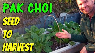 Growing Pak Choi UK  Bok Choy from Seed [upl. by Eob]