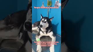 Terapia vitamínica intravenosa en Husky siberianoveterinario perro [upl. by Anceline]