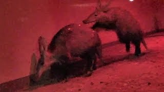 ツチブタの親子 （上野動物園）Aardvark Mother amp Daughter [upl. by Nwahsan]