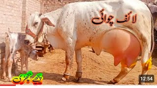 Cholsatni ferzian cross cow 🐮🐄 for sale in YouTube call me 0343326603711l10l2024 [upl. by Comras728]