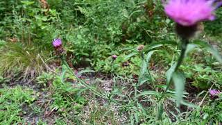 Lobelia inflata Indian Tobacco and Centaurea nigra lesser knapweed black knapweed [upl. by Sucramed]