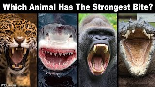 10 Animals With UNBELIEVABLE Bite Strength l animal bites l strong jaws l animal comparison l jaws [upl. by Hcirteid]