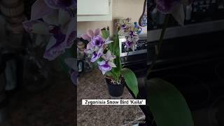 Zygonisia Snow Bird Kaila orchid [upl. by Ibob]