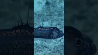 Viperfish fish fishing sea ocean viperfish viralshort viralvideo [upl. by Forelli]