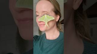 actias luna moth pet walking on my face moth butterfly pet animallove mothwalkingonface [upl. by Rust]