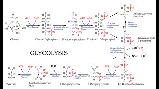 Structural Outline of the Glycolytic pathway Glycolysis [upl. by Virgina49]