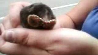 Cutest animal ever mole [upl. by Howlyn]