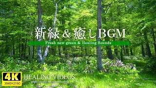 【4K】癒しBGMと爽やかな新緑VOL4（鳥のさえずり・川のせせらぎ）疲れた心身の回復・リラックス効果・勉強中や作業用、目覚めの朝に、眠れない夜にもどうぞ。natural sound 3 hours [upl. by Amapuna]