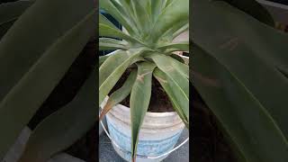 agave plant 🌵☘️ [upl. by Pascha]