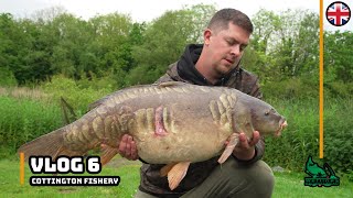 Cottington Fishery  OLD Pepper  Carp Fishing  Chasing the 40lb Carp Vlog 6 [upl. by Amikehs]