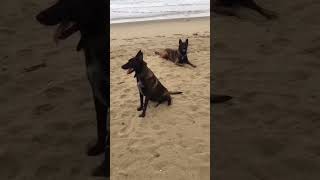 malinois 1000subscriber 1million doglover monde puppy partage [upl. by Wain]