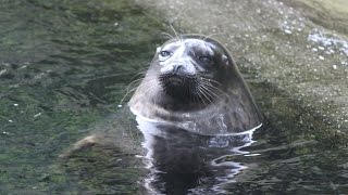 Ringelrobben  Ringed seals  Burgers Zoo [upl. by Eimoan499]