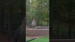 Female Cardinal Titmouse amp RedBellied Woodpecker Visit the Sunflower Seed Feeder [upl. by Mika5]