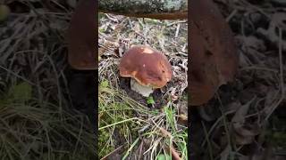 Boletus Edulis 2024 [upl. by Alliber]