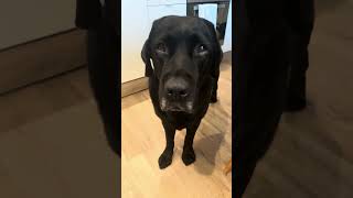 Ögonen🥹❤️norrbotten norrland arjeplogmål dialekt labrador labradorretriever [upl. by Moth]