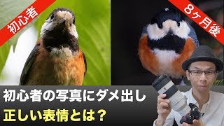 【初心者の失敗写真】表情が悪いと台無しになる事例【野鳥撮影／ヤマガラ編】 [upl. by Tyika388]