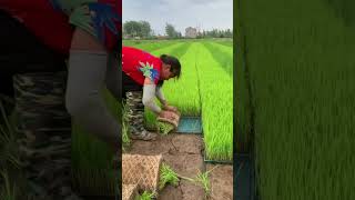 Why Are They Growing Grass Farm shortsbviralshortyoutube [upl. by Eityak114]