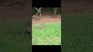 Wildlife monkey in Mohanokor troop monkeyliving shortsvideo [upl. by Salamone]