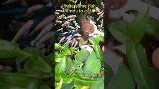 wild food for betta fish🐠bettafishtank betta [upl. by Argus]