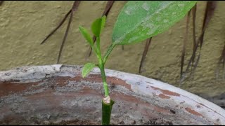 New Lemon Plant from stem cutting terracegarden gardening [upl. by Iaw]