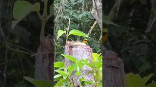 Euphonia violacea male tangara amarilla birds nature wildbirds thanks4u👍subscribe🦜🫶 [upl. by Suirauqed]