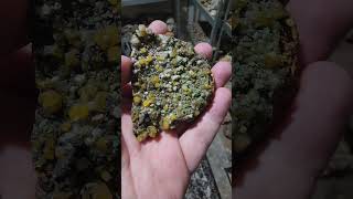 Wulfenite my beloved geology cool minerals rocks science mexico [upl. by Zeugirdor]