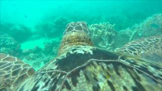 Amazing Turtles Eye View of the Great Barrier Reef  WWF Australia [upl. by Langelo]