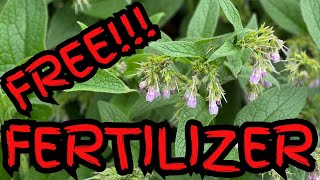 Grow your own Fertilizer Comfrey Tea [upl. by Ardelis]