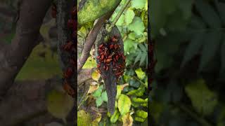 Up Close with Milkweed Bugs Nature’s Colorful Insects [upl. by Peers]