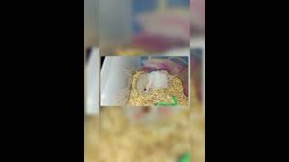 SUDAH TAU EEK MASIH AJA DI MAKAN😂 cuteanimal hamsters [upl. by Niliak]