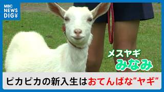 今年は入学する児童がいなかったから・・・ピカピカの1年生は「おてんばなヤギ」全校児童8人の小学校で入学式｜南日本放送 [upl. by Matteo]