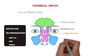 paranasal sinuses  maxillary  ethmoid sphenoid frontal  notes [upl. by Jaala544]