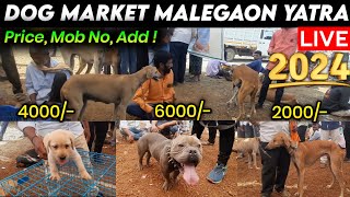 DOG MARKET MALEGAON YATRA 2024 🔥  CHEAPEST DOG MARKET  NANDED [upl. by Eneryt896]