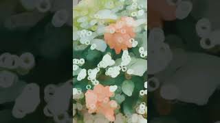 Beautiful Mussaenda🌷flowershortvideo shorts mindblowing naturephotography [upl. by Melmon]