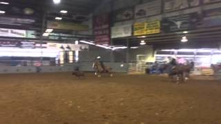 Calf Roping Horses for sale Big Quincy Dan at Stephenville [upl. by Klenk]