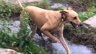 Exploring a Creek 🐕 🏞️ 🐾 [upl. by Bergeman]